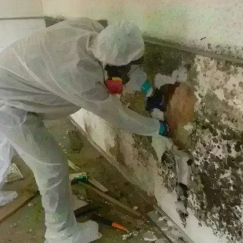 Mold Remediation and Removal in Wildwood Crest, NJ